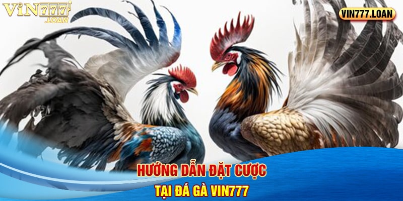 Hướng dẫn đặt cược tại Đá gà Vin777