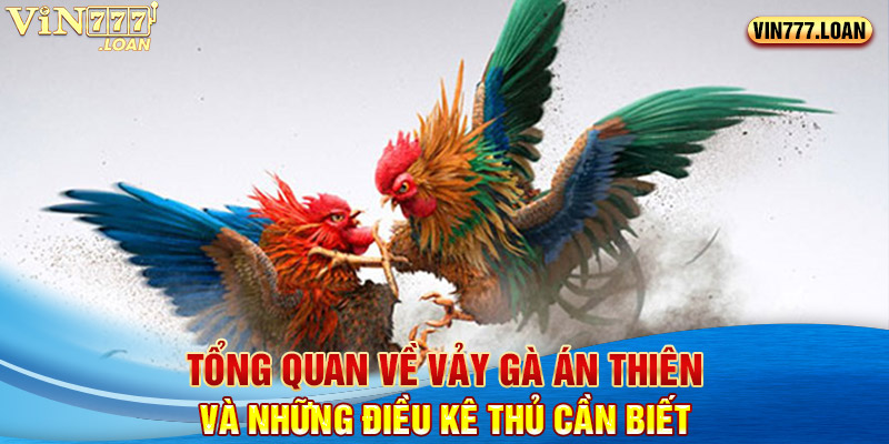 Tổng Quan Về Vảy Gà Án Thiên Và Những Điều Kê Thủ Cần Biết